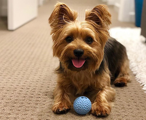 Silky Terrier laying down on the floor looking happy playing with his ball