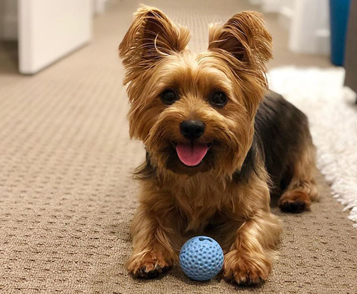 how much does a silky terrier weight