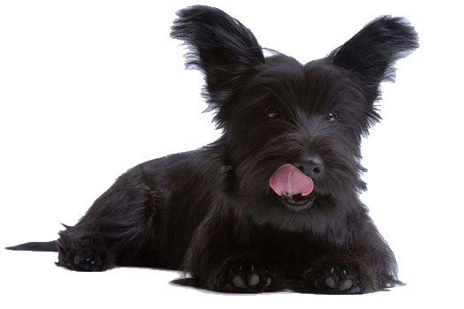 young Skye Terrier looking cute