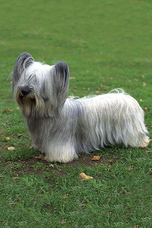 Skye Terrier with long luxurious flowing hair