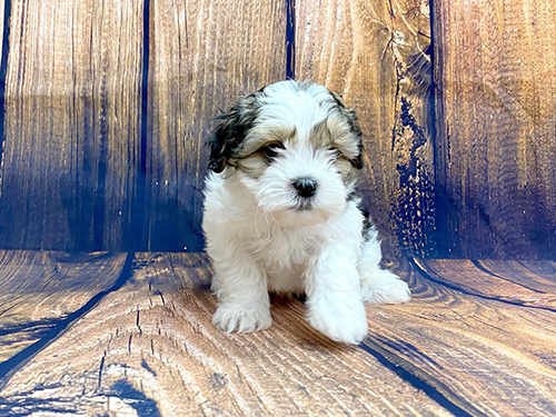 Small white, brown, and black Shih Poo puppy sitting looking sad