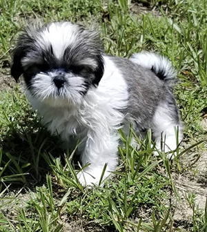a lone adorable shih tzu puppy