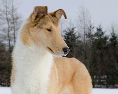 Beautiful close up picture of a smooth collie dog