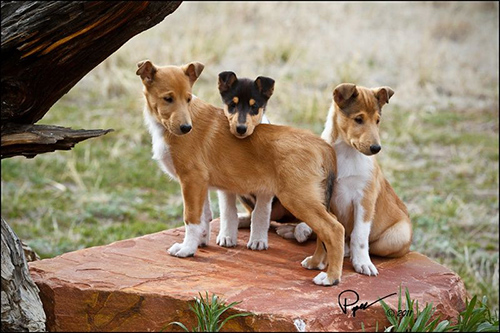Three adorable smooth collie puppies standing and sitting on a square rock