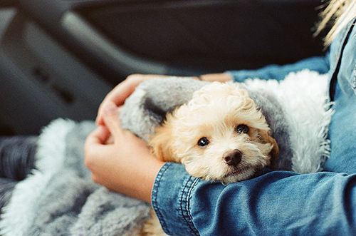 socializing your Shih Tzu