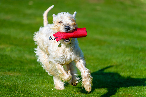 soft coated wheaten terrier running with a red object in its mouth