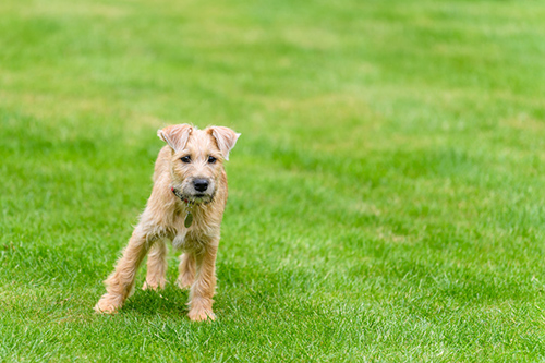 soft coated wheaten terrier puppy standing on the lawn looking unsure of himself