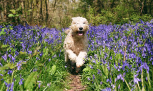 soft-coated wheaten terrier running through a bed of flowers