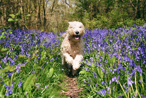 soft-coated wheaten terrier running through a bed of flowers