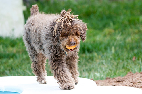 spanish water dog walking at the edge of a pool with its favorite ball in its mouth