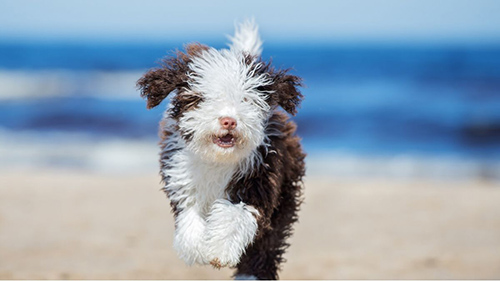 spanish water dog puppy running