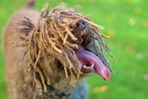 spanish water dog shaking its head and dreadlocks