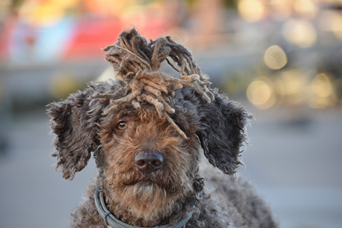 spanish water dog with dreadlocks neatly tied atop its head