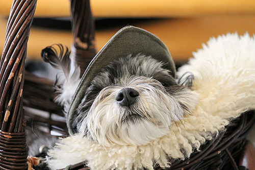image of shih tzu looking cute in hat: spay and neuter your shih tzu to ensure healthy and happy Shih Tzu