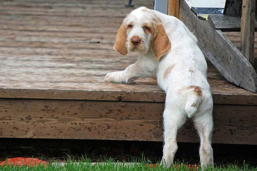 Spinone Italiano temperament