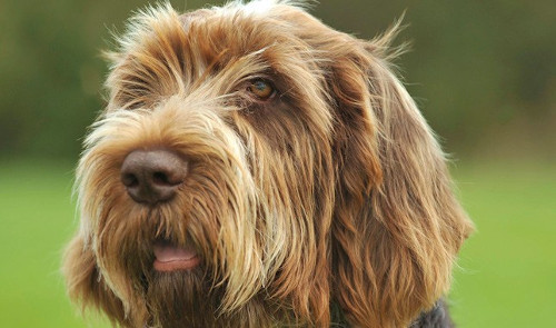 Image of a Spinone Italiano dog