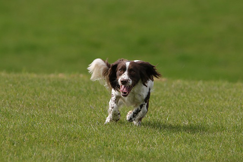 springer spaniel size and weight