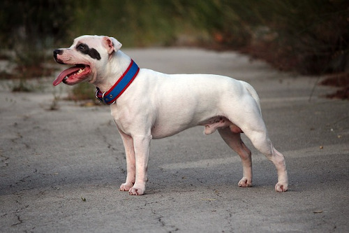 Image of Staffordshire bull terrier showing his laid back temperament