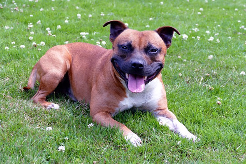 Image of Staffordshire Bull Terrier enjoying a lazy day in the shade.
