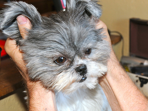 Adorable Shih Tzu dog being held by owner