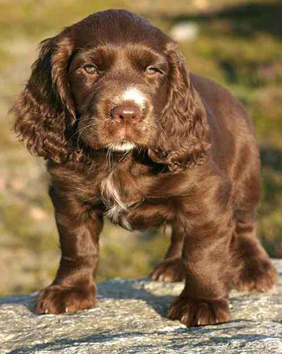 sussex spaniel puppy