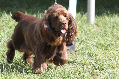 sussex spaniel size