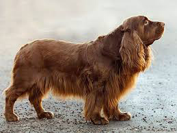 sussex spaniel weight