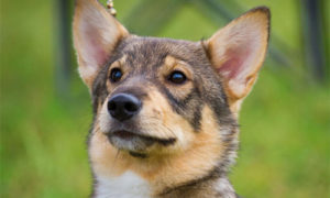 Swedish Vallhund posing extremely handsome