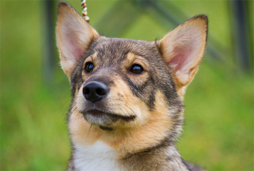 Swedish Vallhund posing extremely handsome