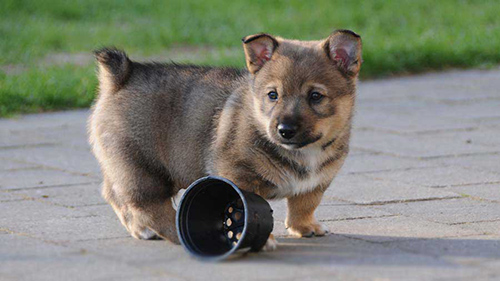 Swedish Vallhund puppy having a casual stroll in the yard