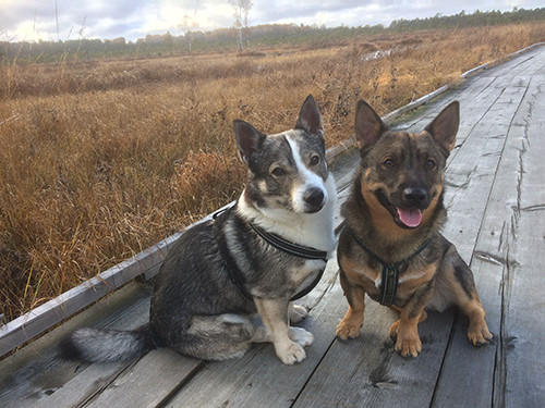 Two Swedish Vallhund enjoying their time in the country