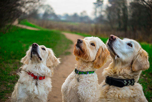 Are sweet potatoes good for dogs