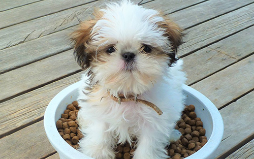 teacup Shih Tzu