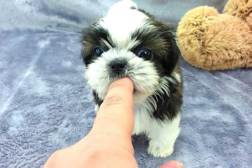 teacup shih tzu for sale