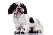 image of teddy bear shih tzu short hair style