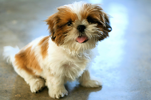 temperament of the shih tzu