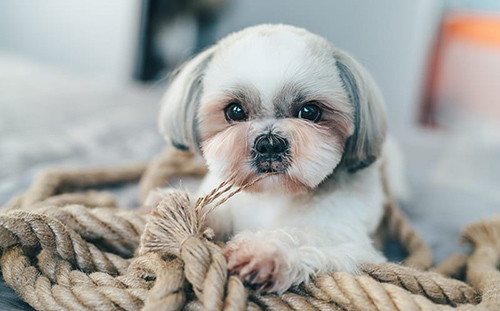 Beautiful white Shih Tzu puppy lying down on ropes