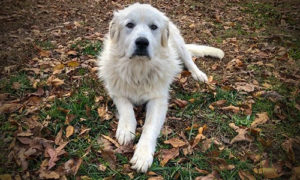 Great Pyrenees dog