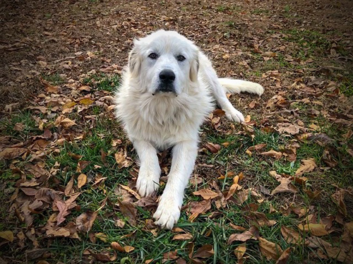 Great Pyrenees dog