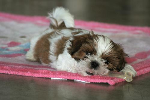the history of the shih tzu dog