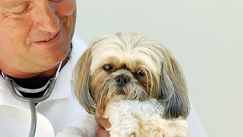 the perfect dog Shih Tzu with vet