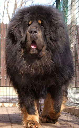 tibetan mastiff dog looking like a lion