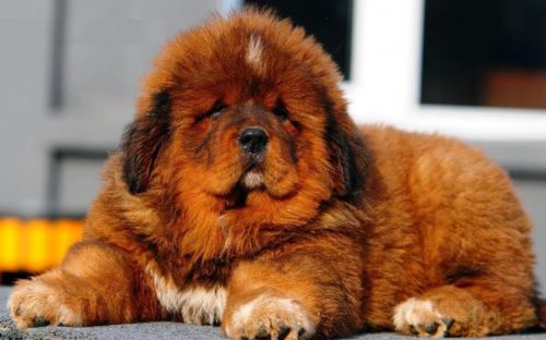 Tibetan Mastiff taking a break