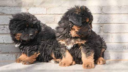 Two Tibetan Mastiff puppies sitting and behaving themselves