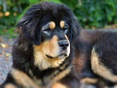 Tibetan Mastiff relaxing enjoying the scenery