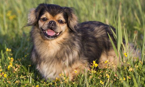 Tibetan Spaniel relaxing in the grass on a hot day