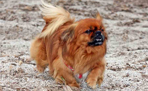 Beautiful re tibetan spaniel dog running on sand