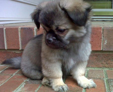 tibetan spaniel puppy sitting on the stoop ready to get the day started