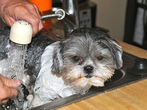 tips on how to effectively get rid of fleas and ticks on your shih tzu