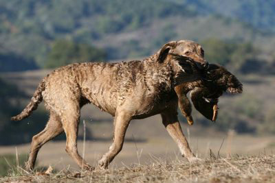 top sporting breeds